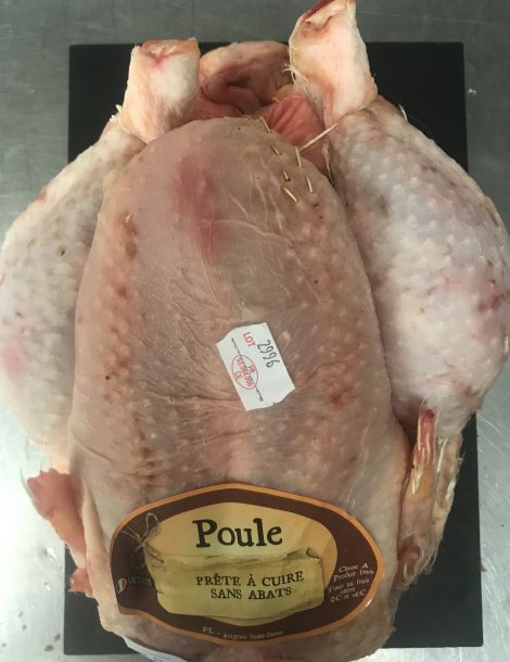 Poule